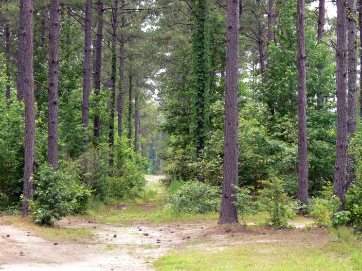 Magnolia Home, AR Real Estate Listing